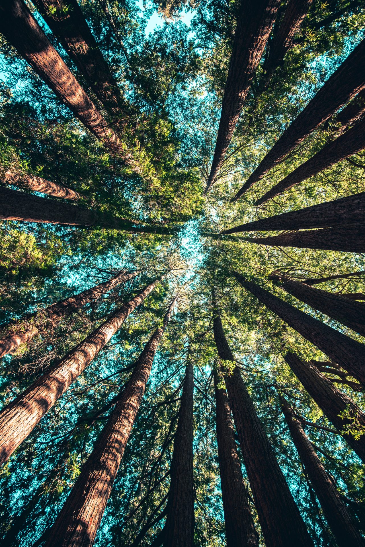 Factsheet 'Duurzaam hout en het klimaat in Nederland'