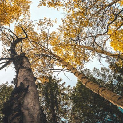 Deel jouw houtverhaal & inspireer de community