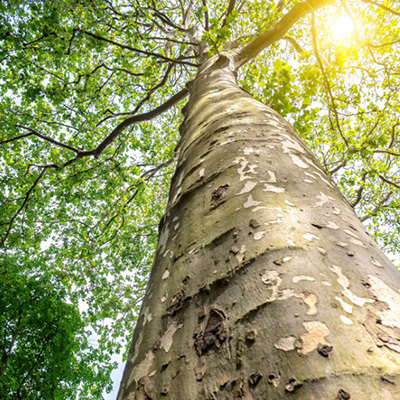 Gezond leven en werken in een houten gebouw!