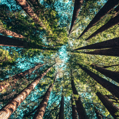 Is 100% duurzaam geproduceerd hout haalbaar?