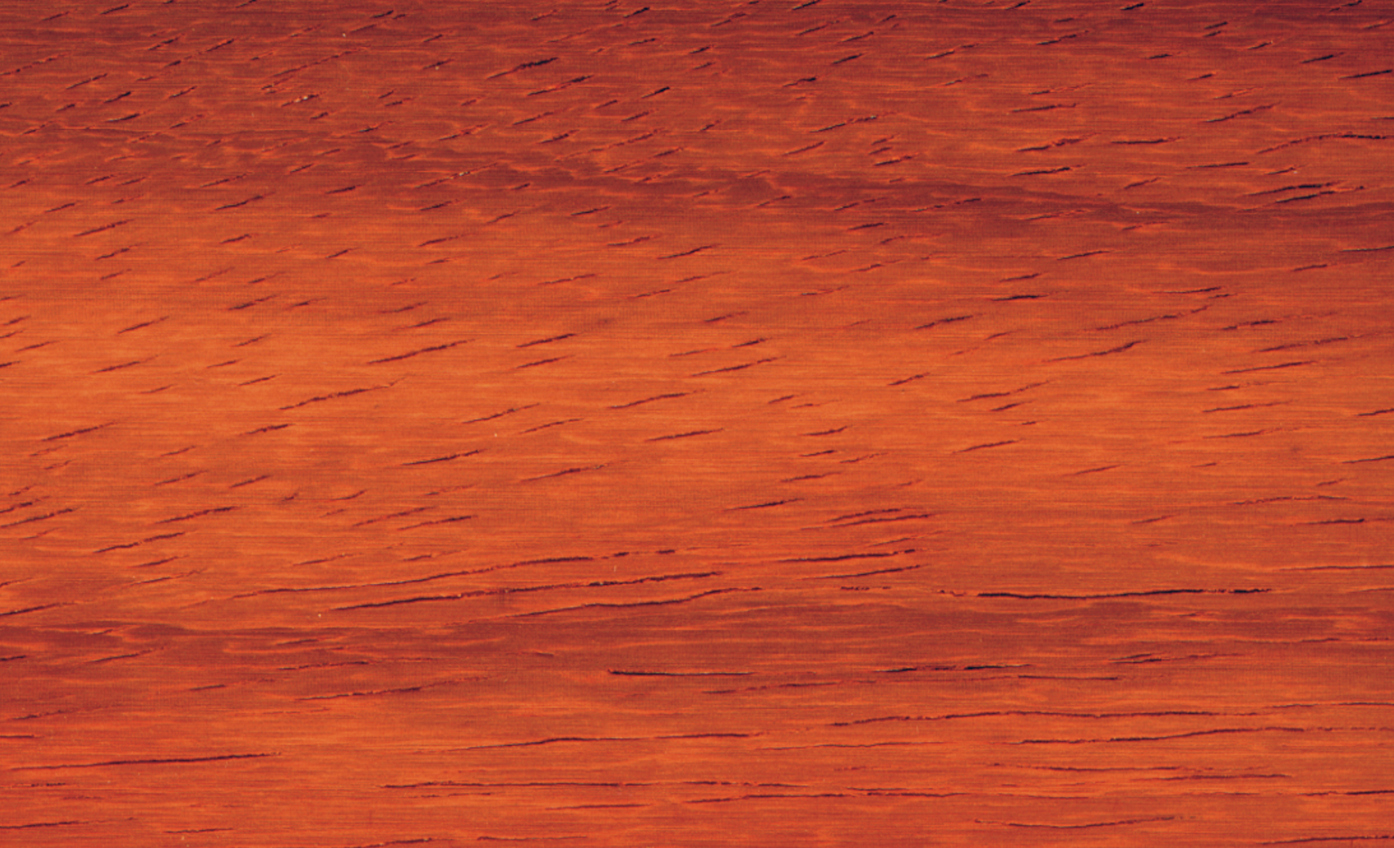 Padoek-Afrikaans.jpg (3)