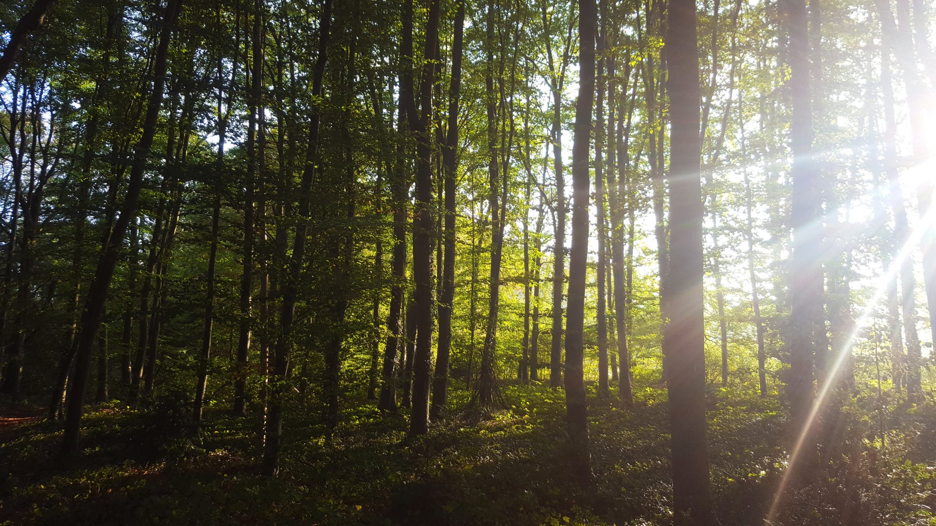 Discover the manifest behind 'Wood. Naturally of Today'