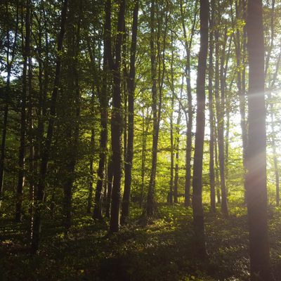 Manifest lange versie Engelse variant