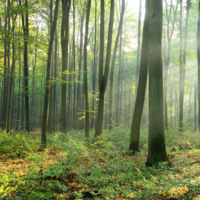 Herkomst bouwhout in Nederland