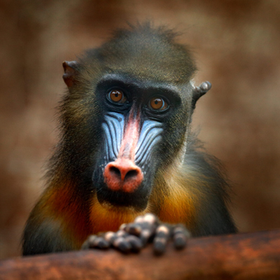 Wetenschap toont aan dat boscertificering de dierenpopulatie bevordert