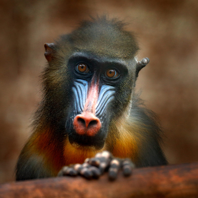 Wetenschap toont aan dat boscertificering de dierenpopulatie bevordert