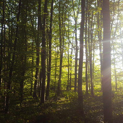 Eric de Munck in Cobouw: "Alleen een crisis kan de houten eeuw nog stoppen"