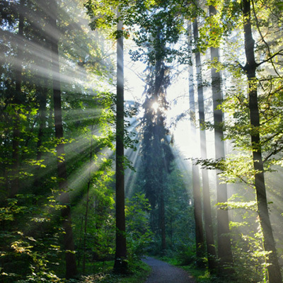 Bossen blijven massaal CO2 opslaan, zo blijkt uit onderzoek