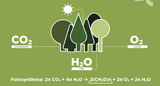 Houtographic 'De bossen van Europa in cijfers'