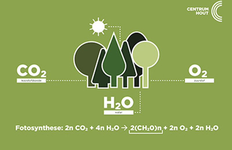 Houtographic 'De bossen van Europa in cijfers'