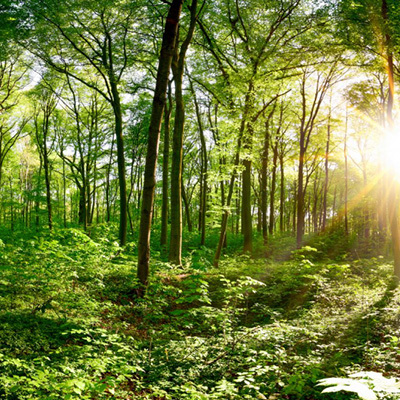 Hout in het nieuws: Nederland heeft er 1,6 miljoen bomen bij, en dat is nog maar het begin