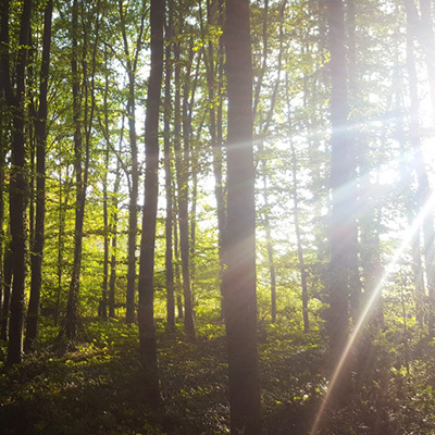 Manifest korte versie