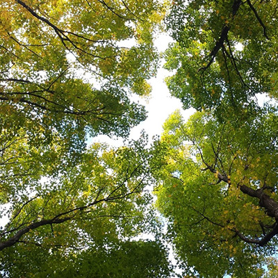 Webinar | Duurzaam houtgebruik: van bos tot bouw