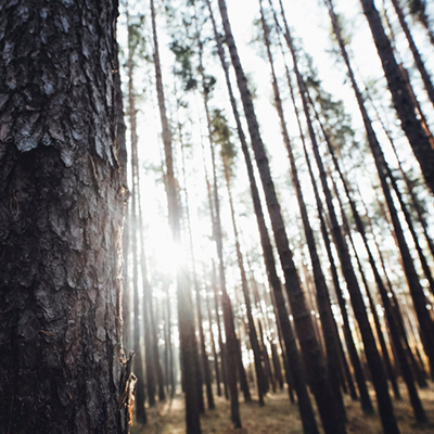 FSC Nederland beantwoordt Bosvragen