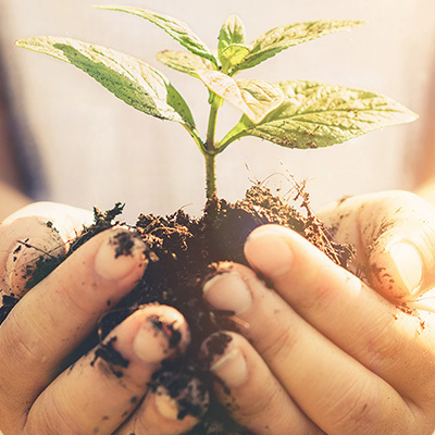 Plant een boom en doe mee met het Nationaal Boomplantrecord!